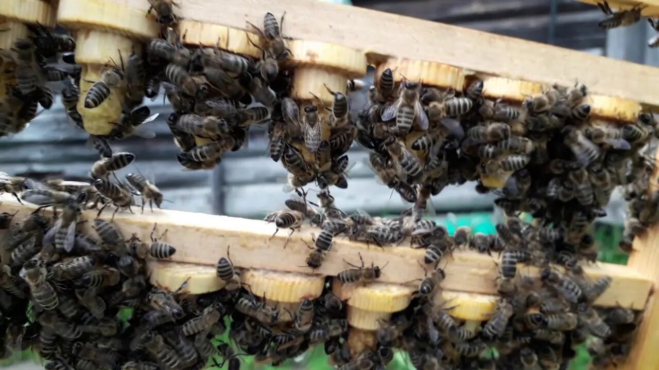 Купить пчел в калужской области. Пасека пучковых пчеломатки Бакфаст. Пчела Карника. Личинки для вывода маток пчел. Прививка личинок для вывода пчеломаток.