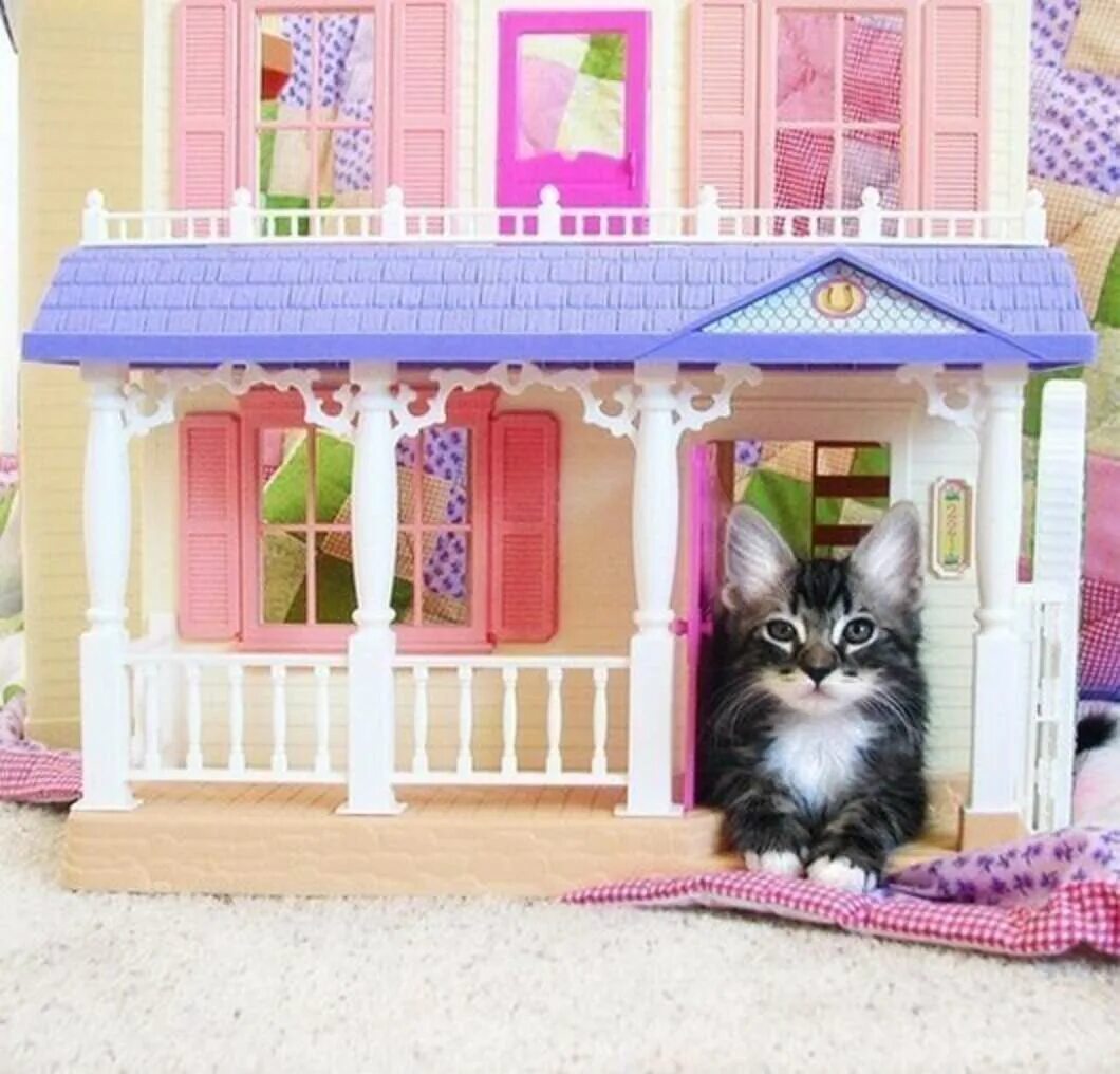 Кукольный дом трех котов. Кукольный домик с котятами. Домик для кота. Домик для маленьких котят. Кошка в кукольном доме.
