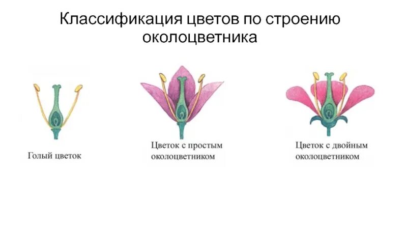 Какой околоцветник изображен на рисунке. Околоцветник лилии. Чашечковидный околоцветник. Пятичленный околоцветник. Схема строения цветка с двойным и простым околоцветником.