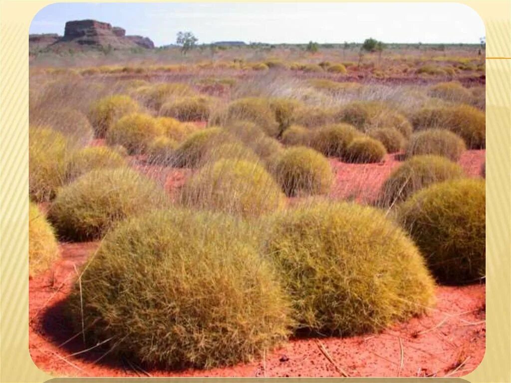 Заросли низкорослых вечнозеленых. Спинифекс растение Австралии. Малли скрэб. Малли скрэб в Австралии. Пустыни Австралии скрэб.