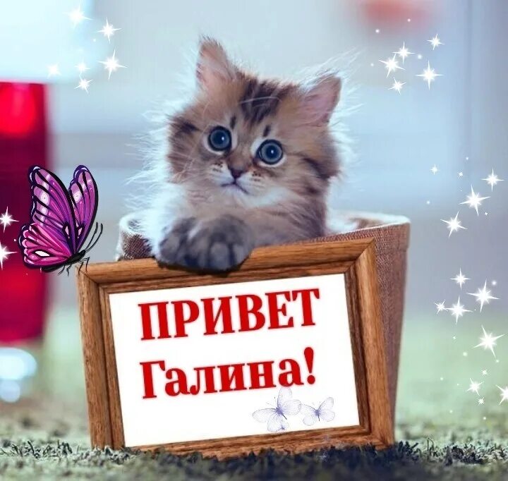 Картинки гале. Привет Галина. Открытки привет. Привет Галина открытка. Хорошего дня Галина.