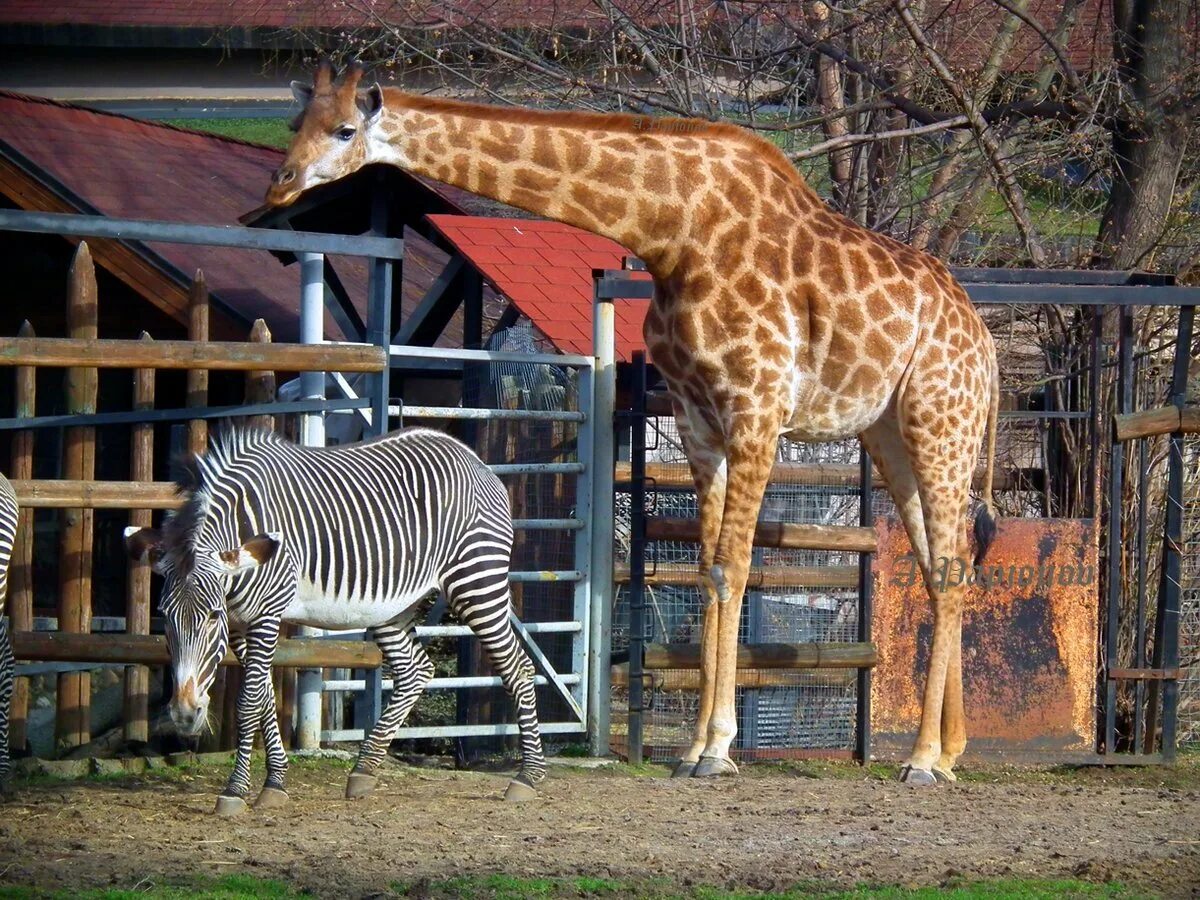 Жираф в Московском зоопарке. Жираф в зоопарке Москвы. Жираф в зоопарке сколько лет