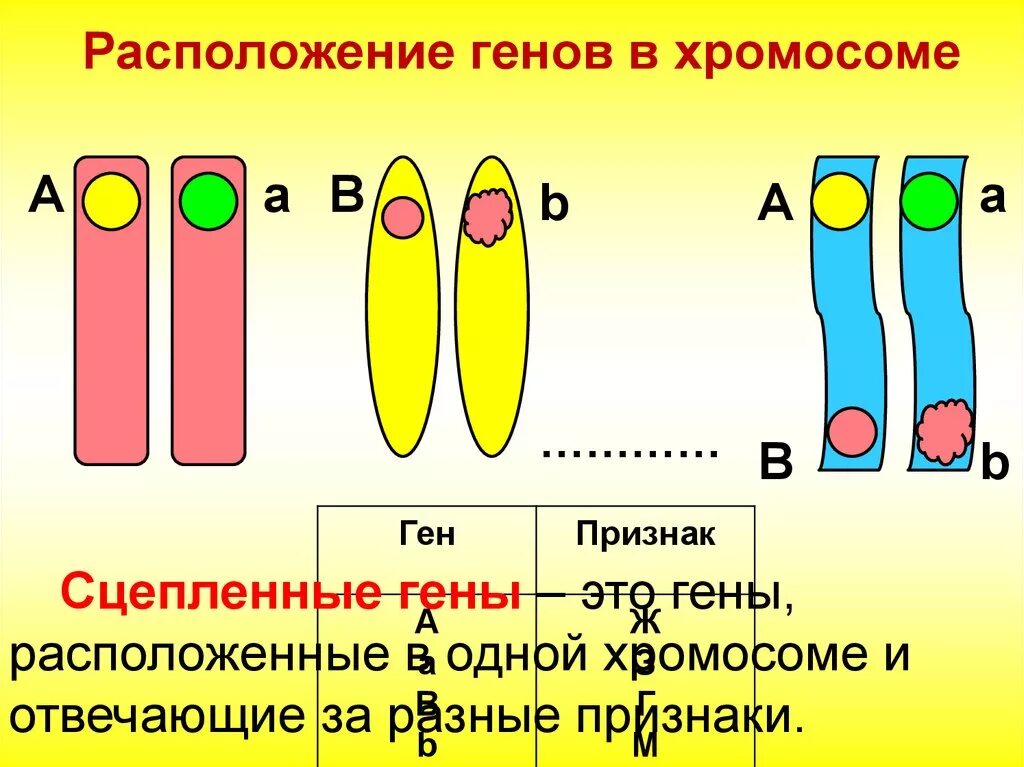 Схема расположения сцепленных генов в гаметах. Расположение генов в хромосомах. Сцепленные гены. Расположите гены в хромосомах. Местоположение генов в хромосоме