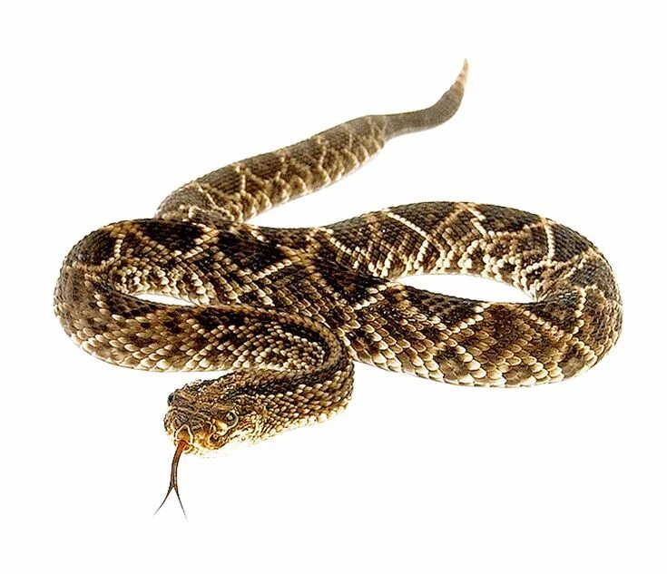 brown and black snake, Anaconda, Anaconda png - Download Unlimited Free PNG Imag