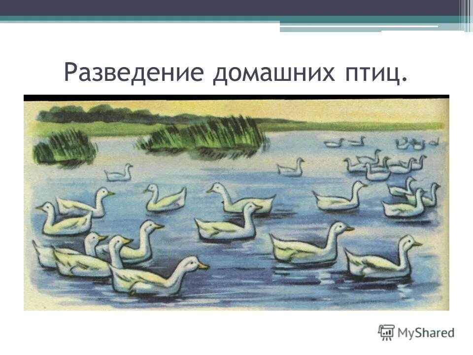 Тест по теме водоемы 4 класс. Водные богатства омской омской области. водные богатства омской области 2 класс. водные богатства омской области 4 класс. водные богатства омского края 2 класс.