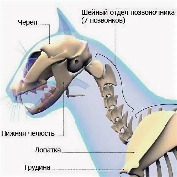Семь позвонков в шейном отделе у млекопитающих