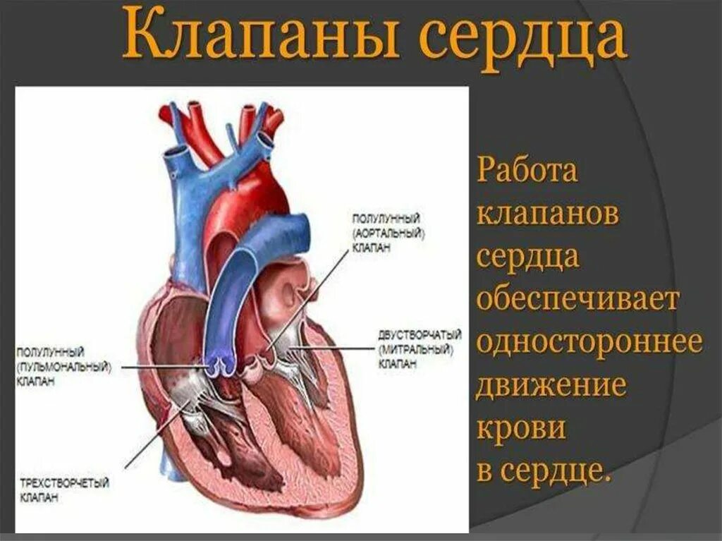 Клапаны сердца где находятся. Сердце и клапаны сердца. Камеры сердца анатомия. Функциональные нарушения сердечно-сосудистой системы. Назовите клапаны сердца и их функции.