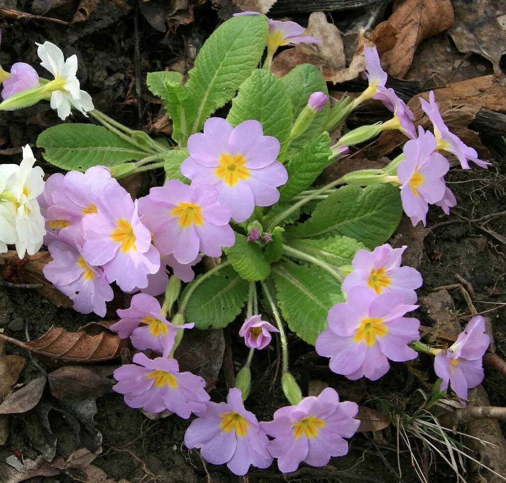 Примула обыкновенная. (Primula vulgaris). Примула Carrigdale. Примула Матсумуры. Примула Флоринды. Первоцвет дома