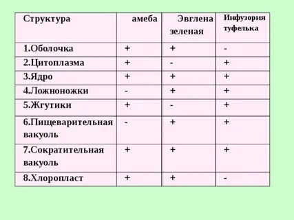 Сравнение строения простейших