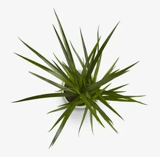 Top plant