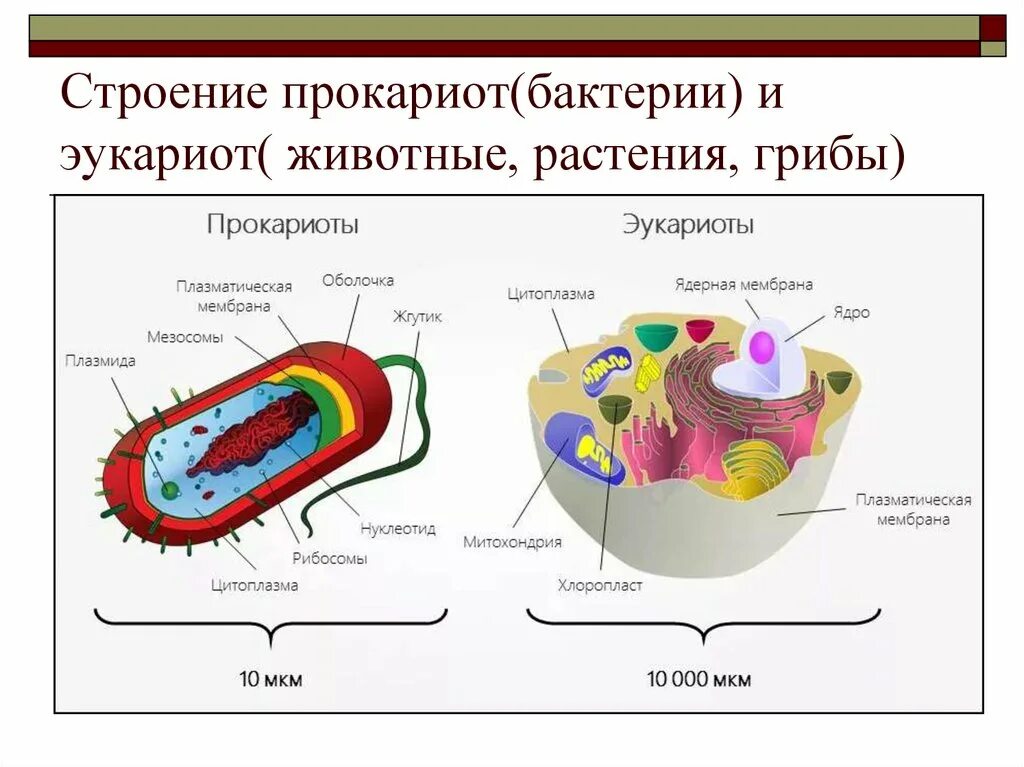 Бактерии содержит ядро. Клетка бактерий и эукариот. Строение клетки бактерий и эукариот. Прокариоты и эукариоты. Строение бактерий прокариоты и эукариоты.