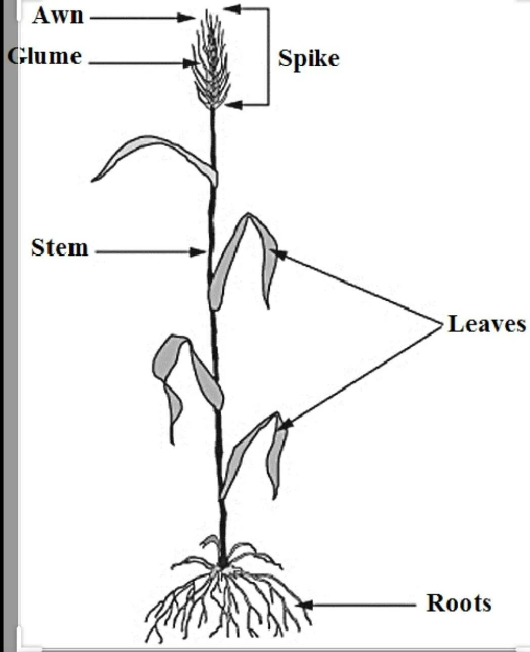 Лепидозия ползучая. Стебель сорняка grounded. Взморник граундед. Росток растения. Grounded стебель.