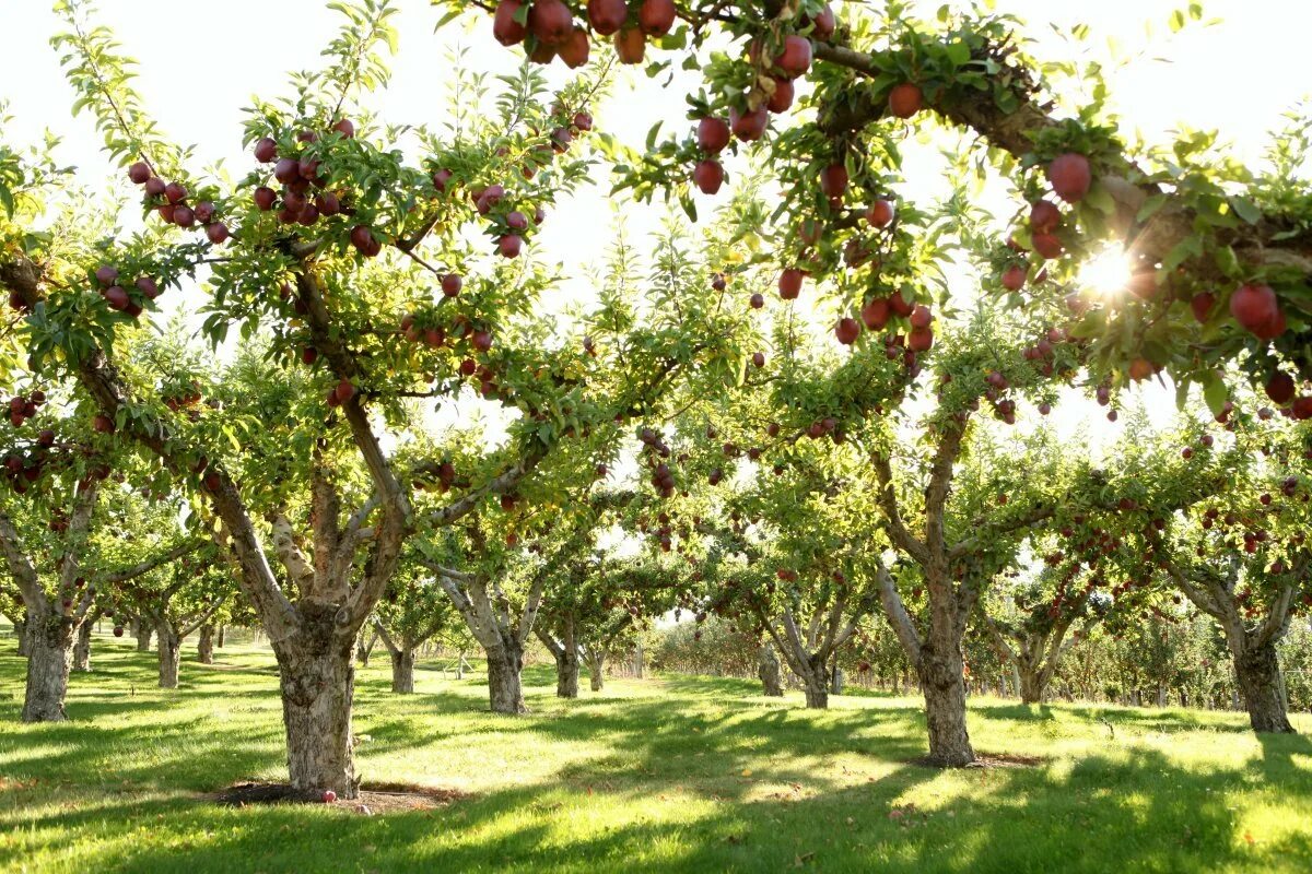 Яблоня сады Молдавия. Яблоня сады Гагаузия. Плантация яблонь. Агроценоз яблоневого сада. Знак фруктовые сады