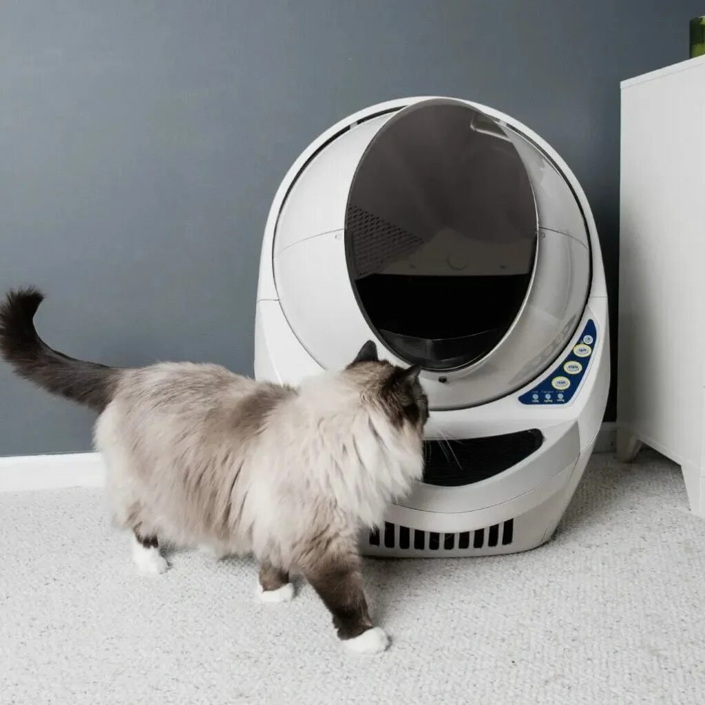 Автоматический туалет litter robot. Робот туалет. Робот туалет. Литтер робот для кошек. Робот туалет.