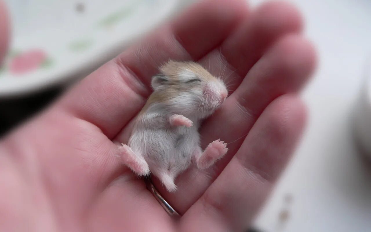 Сколько будет стоить токен hamster