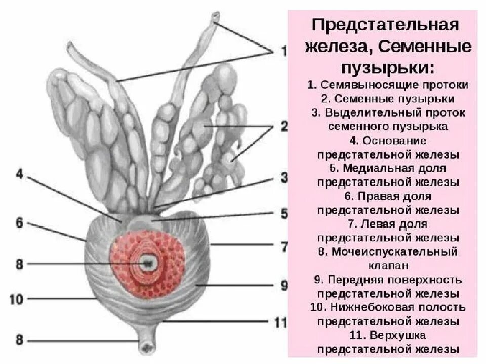 Семявыносящие протоки латынь. Семенные пузырьки анатомия строение. перешеек предстательной железы. семявыносящие протоки с семенным пузырькам. перешеек предстательной железы анатомия.