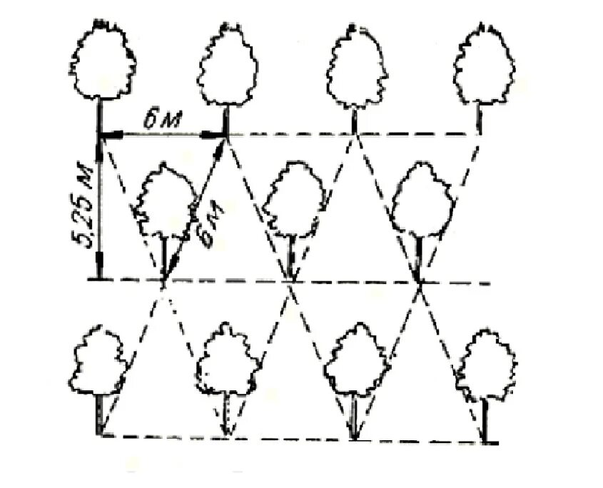 На каком расстоянии нужно сажать деревья. Схема посадки яблоневого сада. Схема посадки плоловыхьдеревьев. Схема посадки саженцев плодовых деревьев в саду. Схема посадки яблонь в саду.