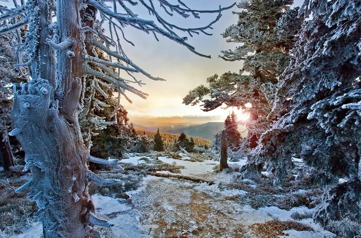 Где морозы и ели. Скандинавская природа зимой. Зимний лес Скандинавия. Скандинавия зима лес. Зимний Скандинавский пейзаж.