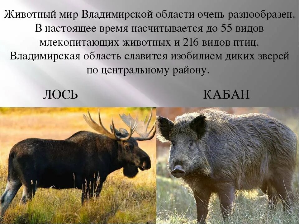 Животные владимирской области рисунок Foto-Gadanie.ru