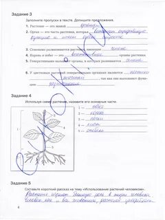 Текст задания заполните пропуски в тексте