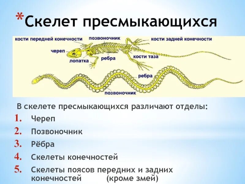 Шейный отдел пресмыкающихся состоит из. Скелет пресмыкающихся. Отделы позвоночника пресмыкающихся. Конечности пресмыкающихся. Позвоночник пресмыкающихся.