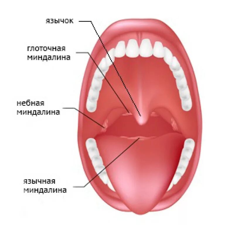 Язычок во рту как называется. Глоточная и язычная миндалины. Небные миндалины располагаются. Строение ротовой полости миндалины. Расположение небных миндалин.