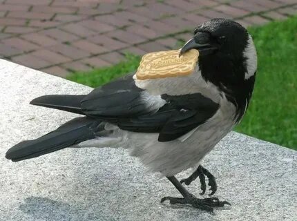 Raven meme