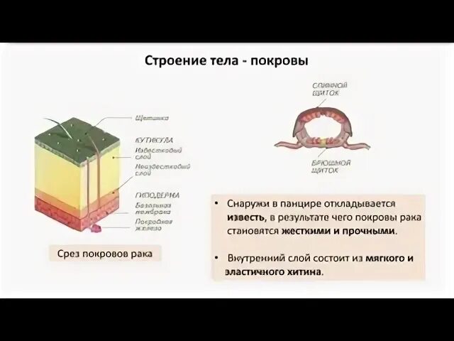 Покровы тела состоят из
