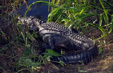 Alligator 18