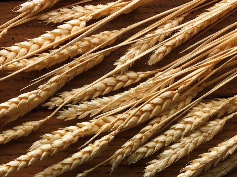Пшеница розницу купить. Зерно. Пшеница зерно. Дикая пшеница. Пшеница фон.