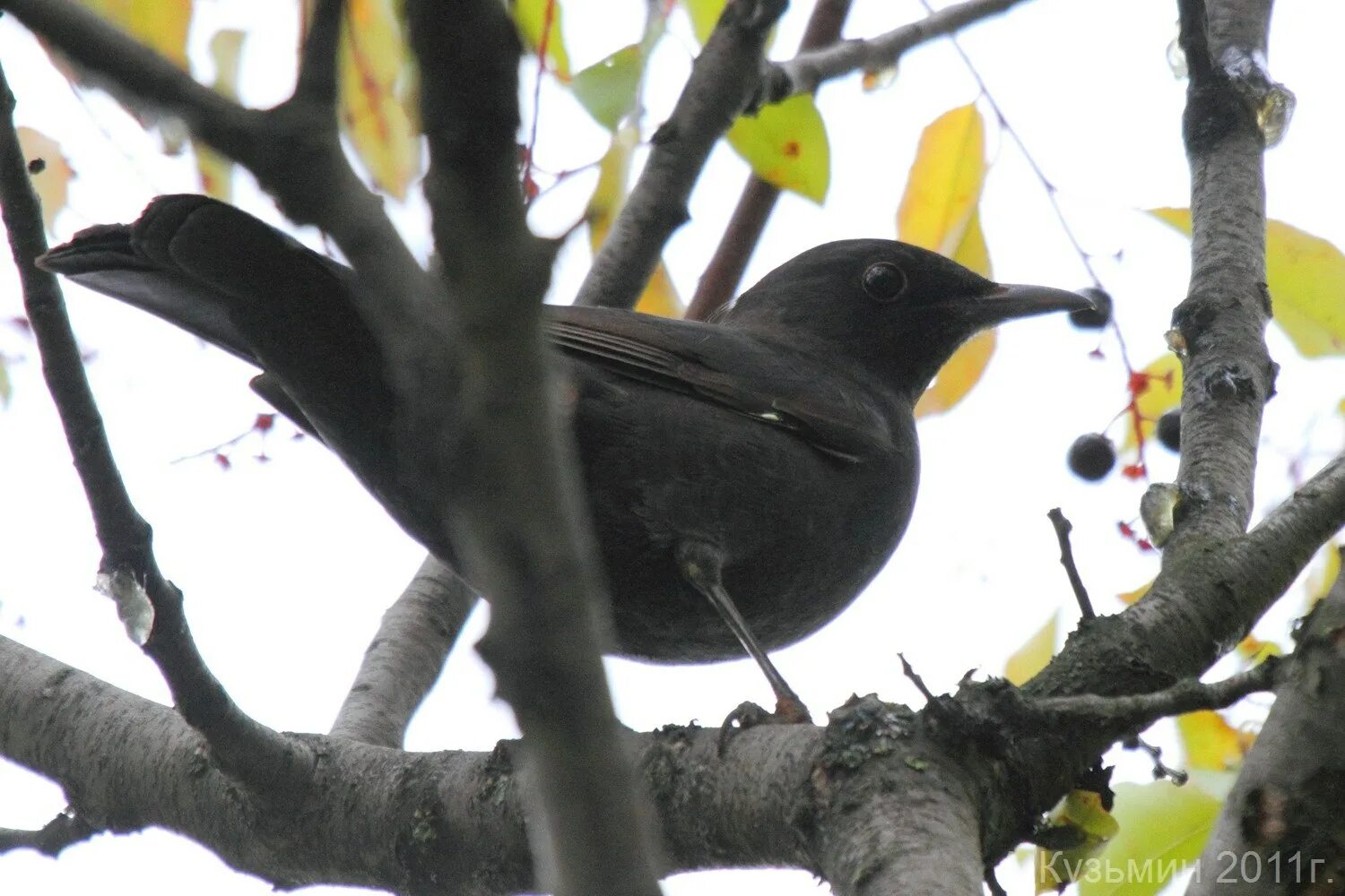 Темно серая птица. Turdus Merula. Черная птичка с черным клювом. Небольшая черная птичка с черным клювом. Черная птица с длинным клювом.