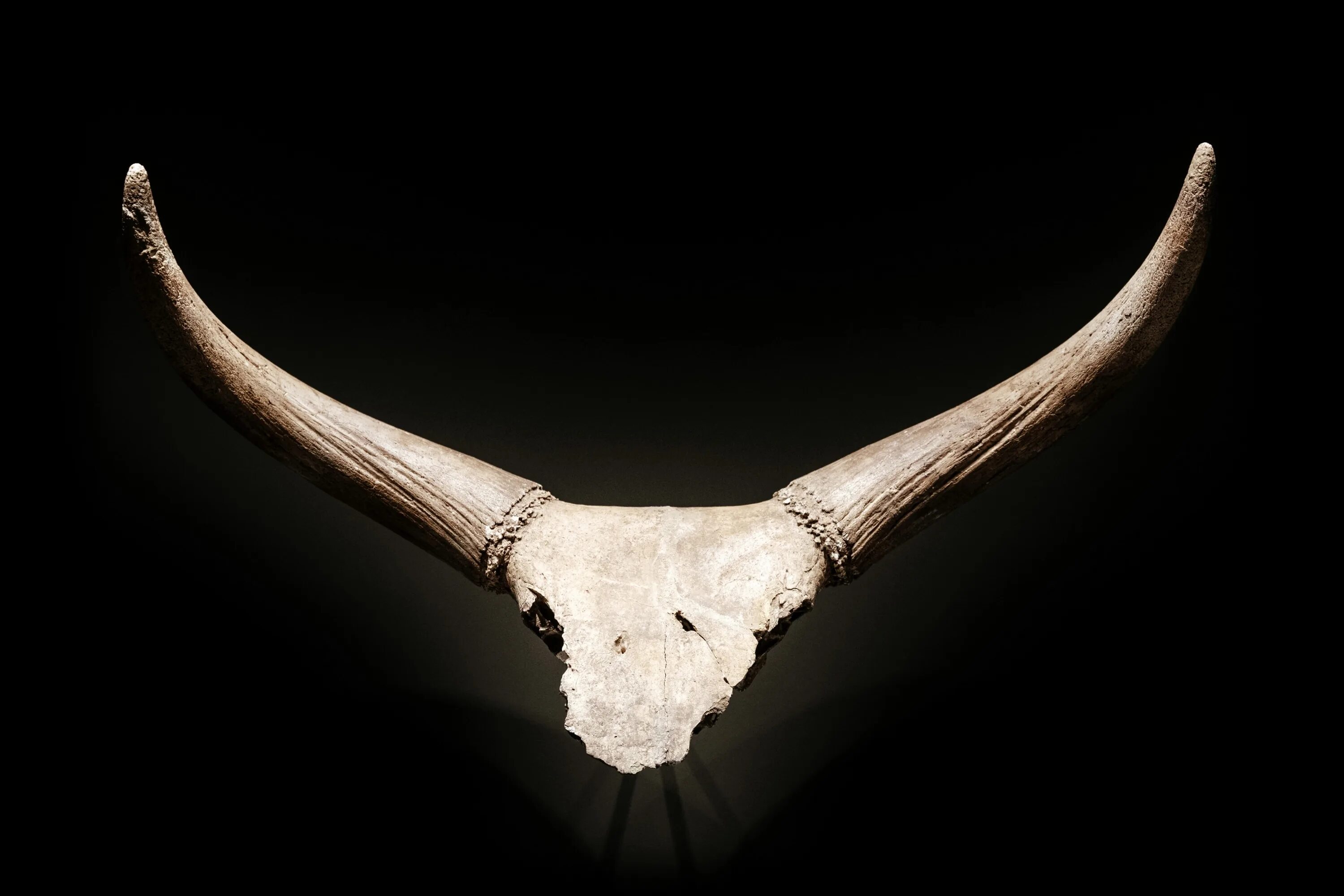 Горн охотничий (из рога) 27 см. Каждый рог. Рог изобилия костяной буйвола с мельхиоровой окантовкой б/у. Каждый рог. Викинговский горн.