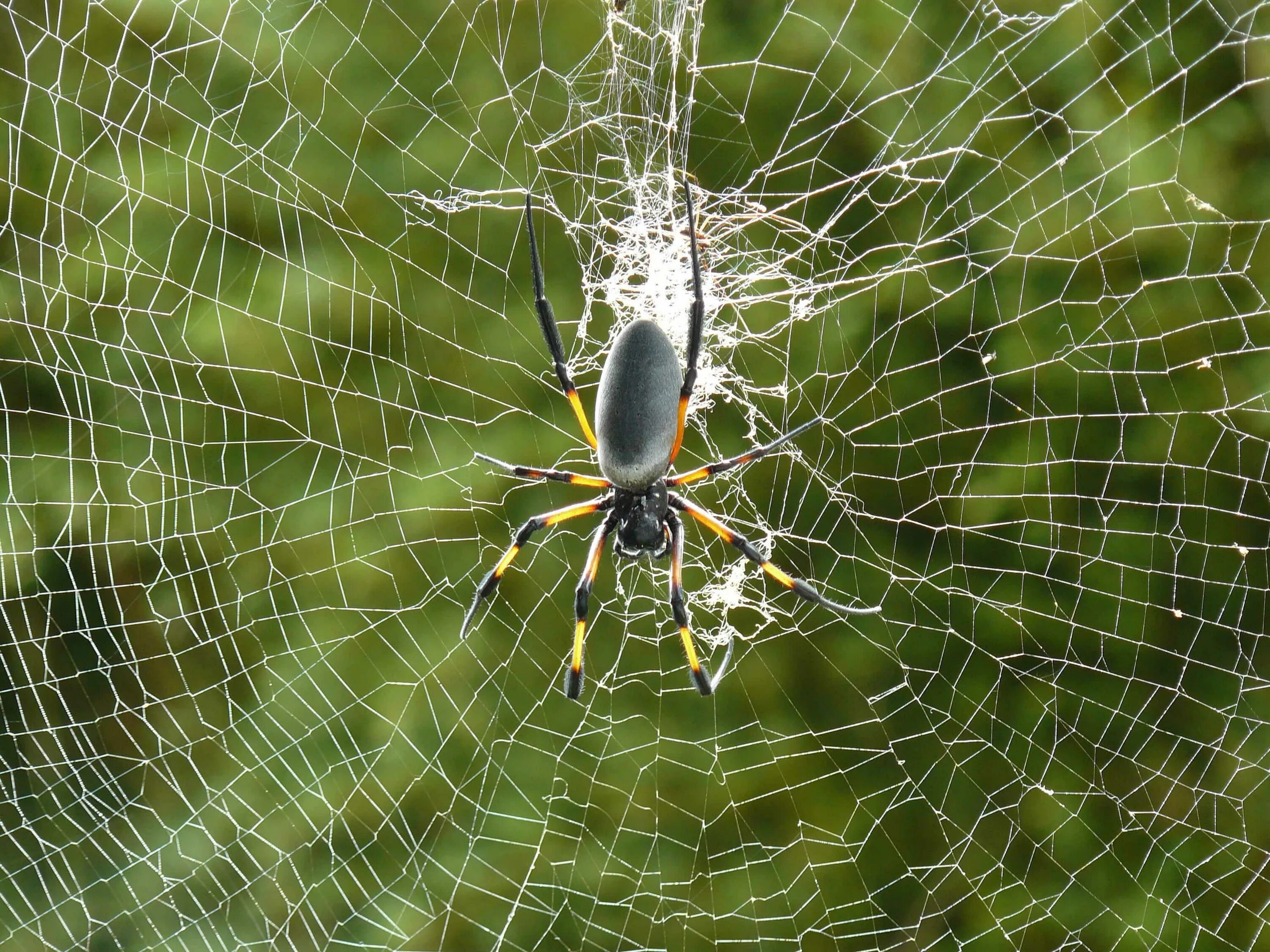 Spiders pictures. Паутина паука ледопряда. Паук крестовик плетет паутину. Паутина крестовика. Паук Epeira.