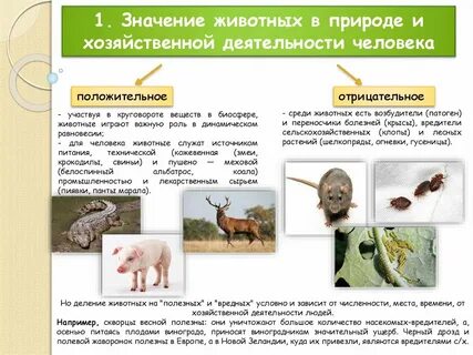 Характеристика и значения животных