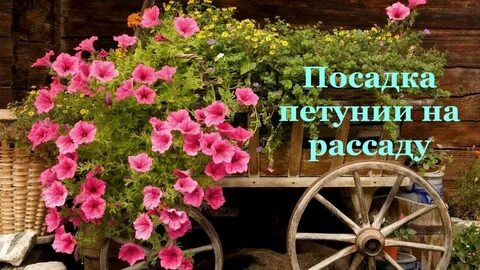 Петунии в саду