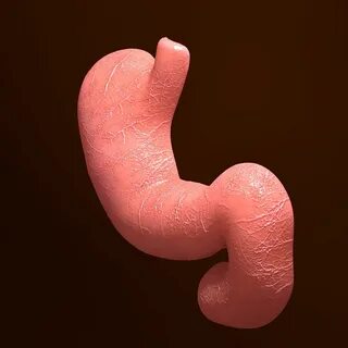 Анатомия поперечного сечения желудка человека royalty-free 3d model - Previ...