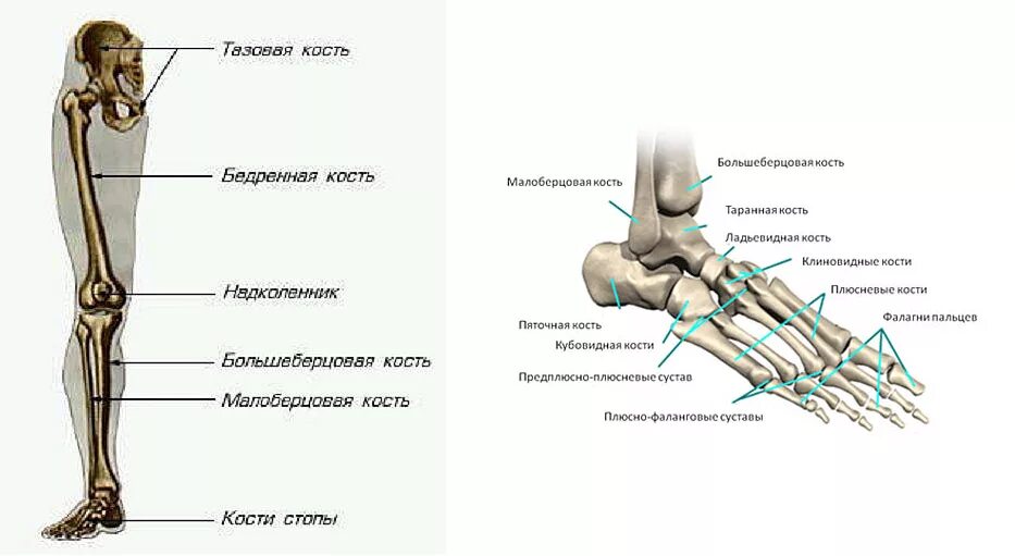 Строение ноги до колена. Строение ноги человека кости. Нога анатомия строение кости. Скелетное строение ноги человека. Строение нижних конечностей человека анатомия.