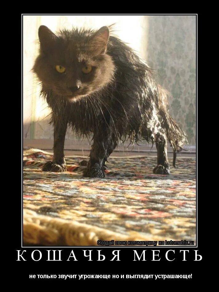 угрожающие мемы. выглядит угрожающе. лисий кузу австралия. бабочка бражник мертвая голова. ракурс в фотографии.