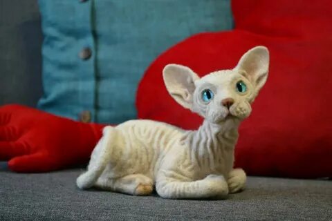 Котята сфинкс с шерстью