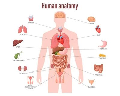 анатомия мужских внутренних органов инфографический плакат инфографическая диагр