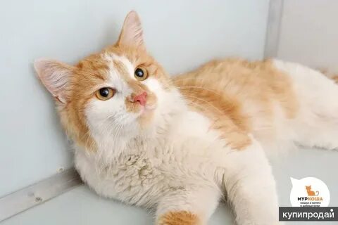 Кот 3 кг