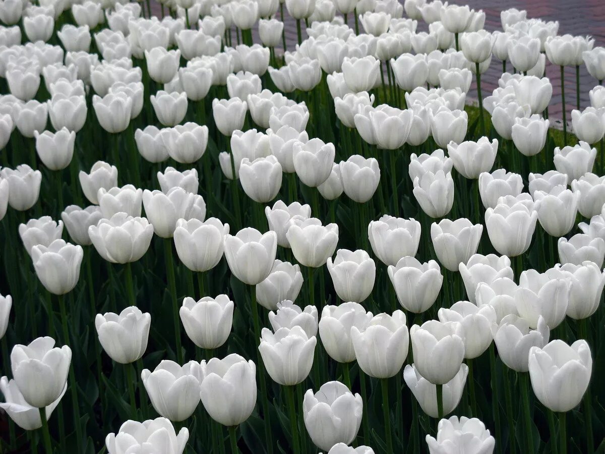 White tulip