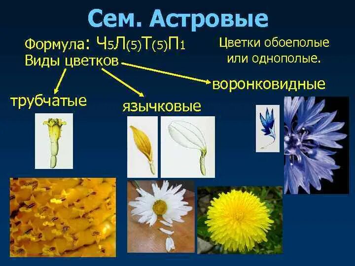 Жизненная форма астровых. Жизненная форма астровых