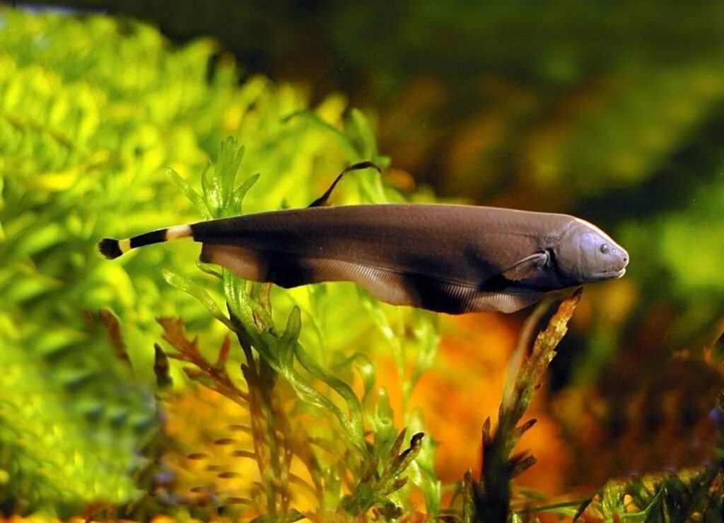 Горбоголовый губан рисунок. Рыба мем. Рыба мем. Охранительная окраска рыб. Рыба хитала.