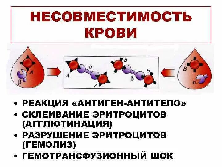 Склеивание крови. Реакция склеивания эритроцитов. Реакция антиген антитело. Агглютинация клеток крови. Агглютинация это склеивание эритроцитов.