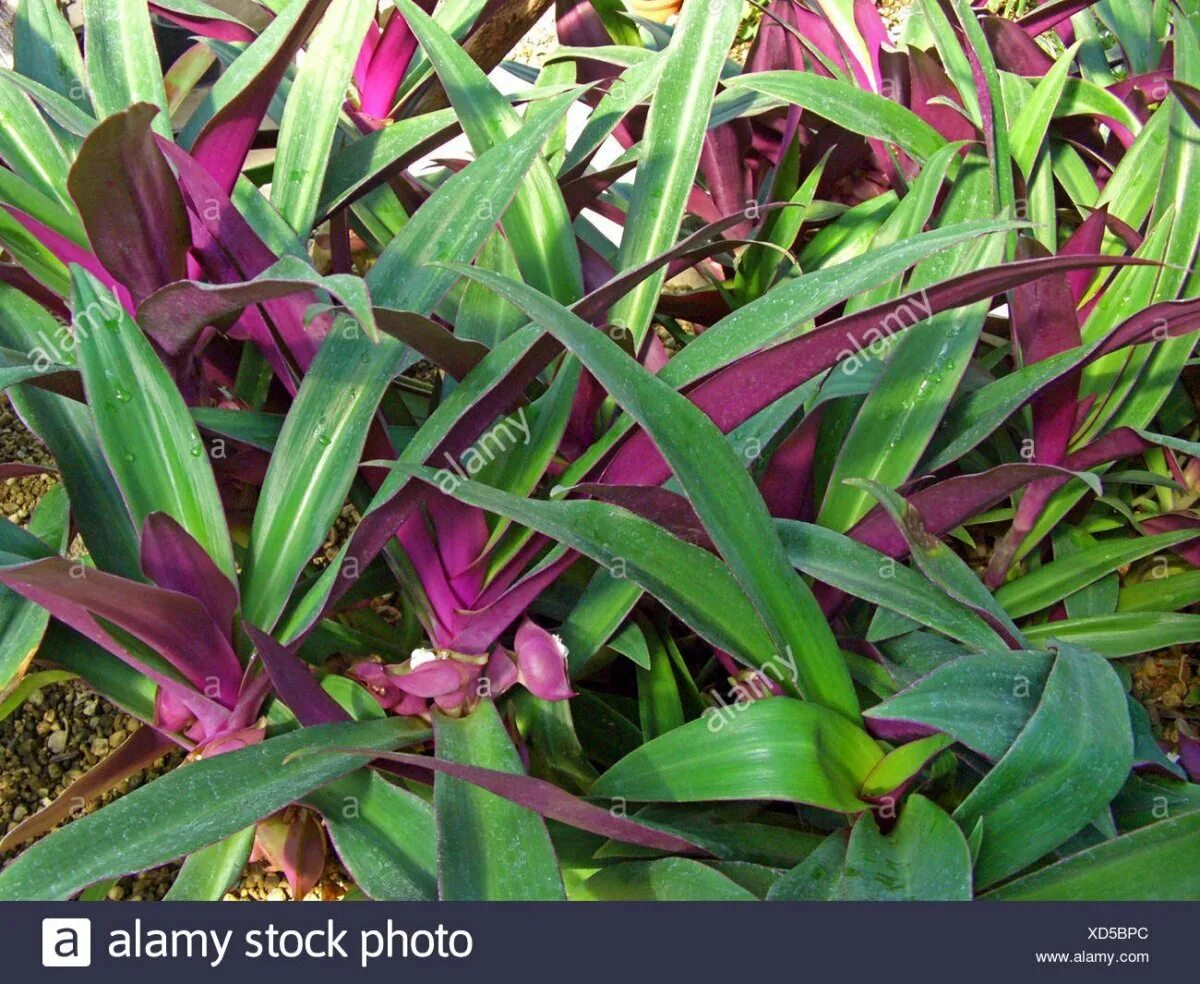 Цветок снизу фиолетовый сверху зеленый. Rhoeo dwarf. tradescantia spathacea цветение. традесканция с длинными листьями. комнатное растение листья снизу фиолетовые.