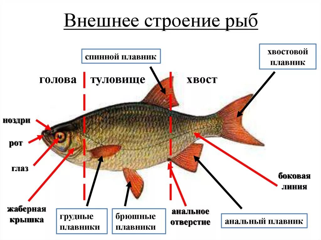 Какие плавники рыбы парные какие непарные. Внешнее строение рыбы особенности строения. Внешнее и внутреннее строение рыб. Особенности внешнего строения рыб. Внешнее строение рыбы биология.