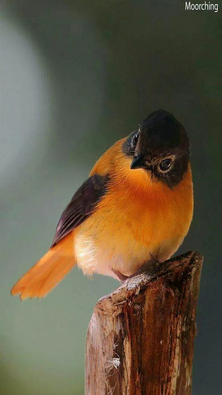 Птица маленькая оранжевая. Синица горихвостка. Лазоревка горихвостка. Синичка горихвостка. Мухоловка горихвостка птица.