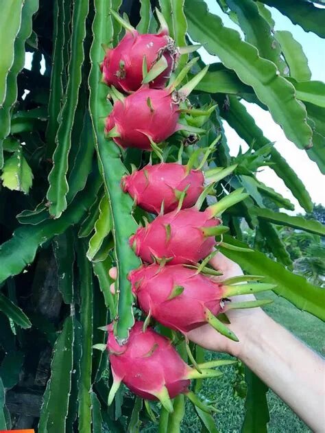 Vídeo mostrando uma maneira interessante de plantio. Dragon fruit plant, How to 