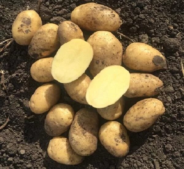 Картофель мужской род. Сорт картофеля Гала. Сорт картофеля Аспия. Картофель желтый. Картофель крупный желтый.